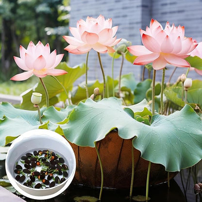 25 Lotus Seeds for Planting in Water Bowl, Non-GMO Mixed Lotus Seeds, 80%+ Germination Rate Water Lilly Seeds, Beautiful Water Plants for Home, Garden, Indoor and Outdoor