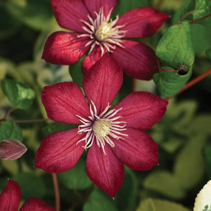 Red Clematis Vine Plant, Clematis Vine with Large Blooms Perennial, 2.5 Inc Pot for Outdoor Planting
