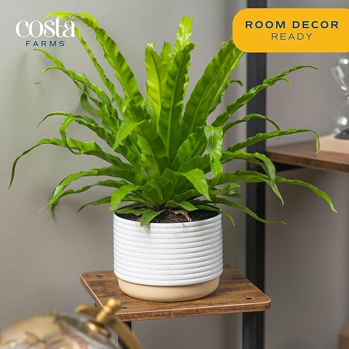 Costa Farms Bird's Nest Fern Live Plant in Plastic Pot, Air Purifying Indoor Houseplant, Perfect for Home, Room, or Office Decor, Great House Warming or Birthday Gift, 12-18 Inches Tall