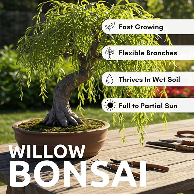 Dwarf Weeping Willow Bonsai Tree Cutting – Live Weeping Willow Cutting for Growing Your Own Cascading Willow Bonsai Tree – Fast-Growing, Hardy, Easy to Grow