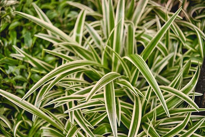 Reverse Variegated Spider Plant in 6-inch Hanging Pot, Live Indoor Houseplant