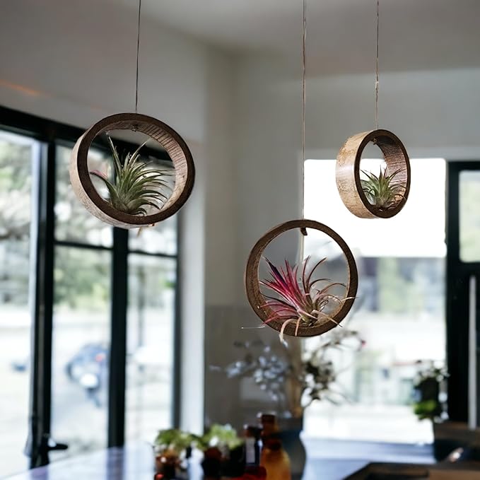 3 Piece Bamboo Air Plant Rings - Hang or Wall Mount. All Natural Unique Air Plant Holder - Small to Xtra Lrg Plants. (3pc Natural)