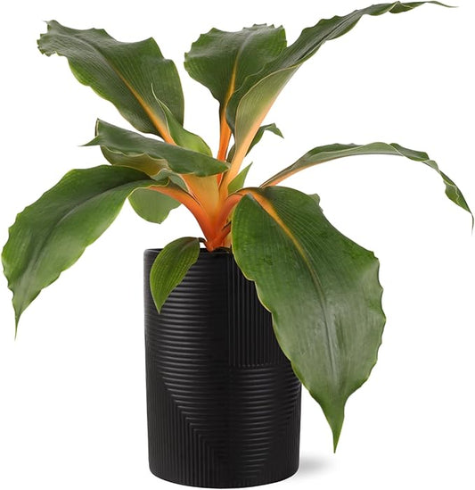 Green Circle Growers Orange Spider Plant in 5" Black-Rockefeller Pot, Live Indoor Plants, House Plant