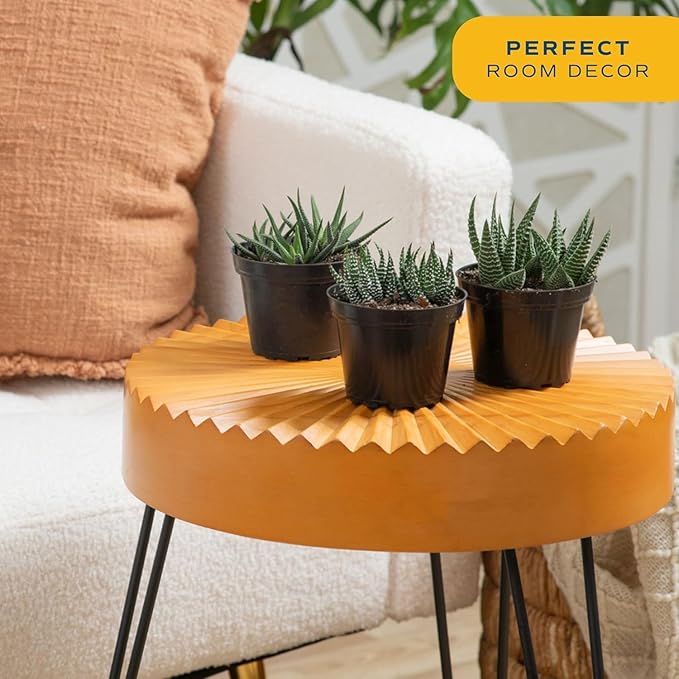 Costa Farms Haworthia Succulents Fully Rooted Live Indoor Plant 6-Inches Tall, in Grower Pot, 3-Pack