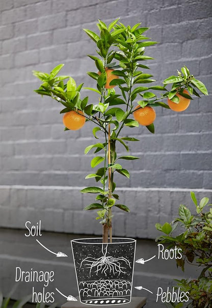 GARDENERA Citrus Tree Potting Soil Mix, Special Blend for Indoor Oranges, Lemons, Limes and More - (3 Quart Bag)