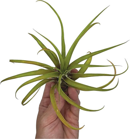 ragnaroc Air Plants - Tillandsia Capitata (Peach), Large 5-7” - 1 ct - Live Arrival Guaranteed - House Plants for Home Decor & Gift