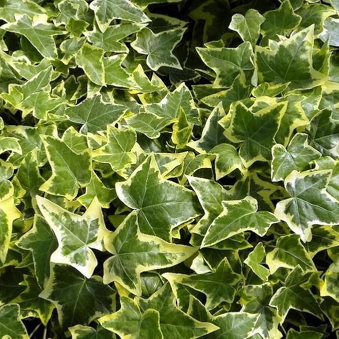 100+ English Ivy Seeds for Planting Outdoors,Climbing Vine Seeds,Ground Cover Seed Creeping Plants for Erosion Control Indoor Hanging Baskets