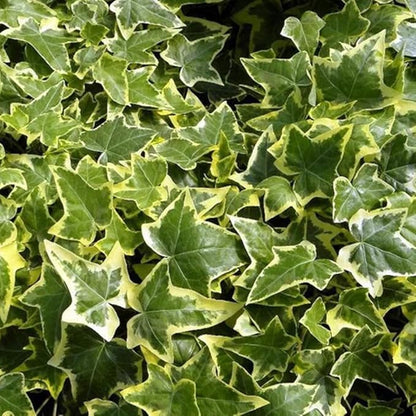 100+ English Ivy Seeds for Planting Outdoors,Climbing Vine Seeds,Ground Cover Seed Creeping Plants for Erosion Control Indoor Hanging Baskets
