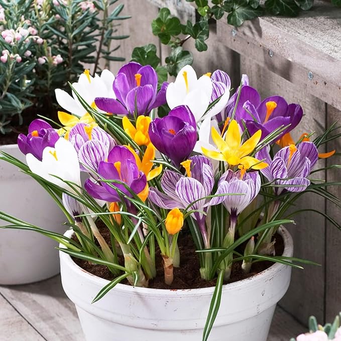 Giant Crocus Bulb Mix, 25 Exclusive Flower Bulbs, Mix of 5 Varieties from Holland, Real Hardy and Perennial Crocus Tubers/Flowers (no Seeds) for Garden, Pots and Balcony