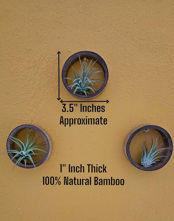 3 Piece Bamboo Air Plant Rings - Hang or Wall Mount. All Natural Unique Air Plant Holder - Small to Xtra Lrg Plants. (3pc Natural)