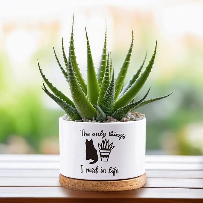 Succulent Cactus Flower White Ceramic Plant Pot with Drainage, Funny Plant Decorative Pots for Plants, Indoor Planter I Need in Life Small Succulent Pots, Not Plant