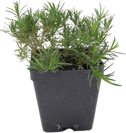 Greenwood Nursery: Live Ground-Cover Plants - Emerald Blue Creeping/Moss Phlox + Subulata - [Qty: 5X Pint Pots] - (Click for Other Available Plants/Quantities)