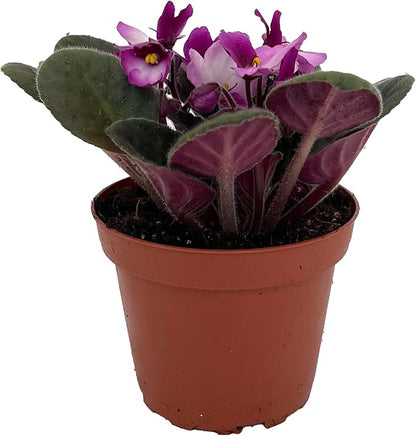 Novelty African Violet - 4" Pot - Best Blooming Plant
