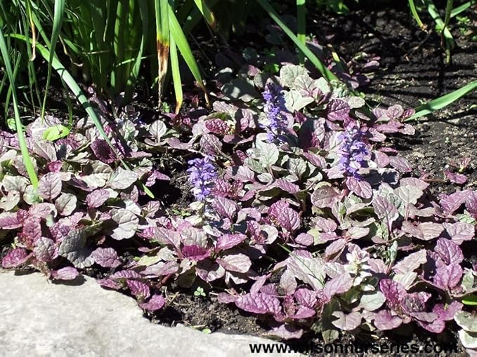 Greenwood Nursery: Live Ground-Cover Plants - Variegated Burgundy Glow Bugleweed + Ajuga Reptans - [Qty: 2X Pint Pots] - (Click for Other Available Plants/Quantities)
