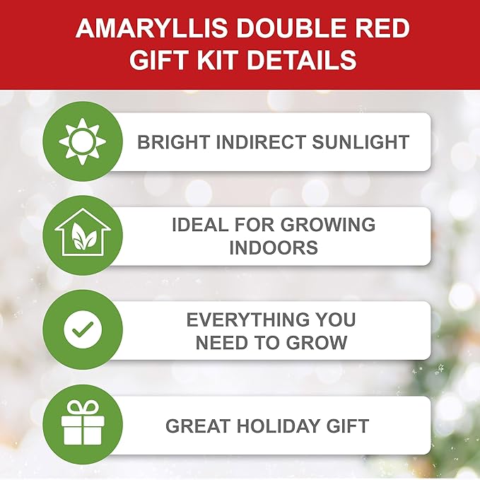 Garden State Bulb Red Double Amaryllis Bulb Gift Kit, 26/28cm (Red Planter)
