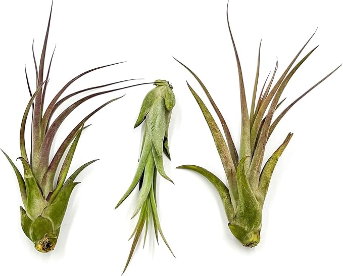 ragnaroc Live Air Plant – Tillandsia Capiput, Jumbo 6-9” - 1ct - Live Arrival Guaranteed - House Plants for Home Decor & Gift