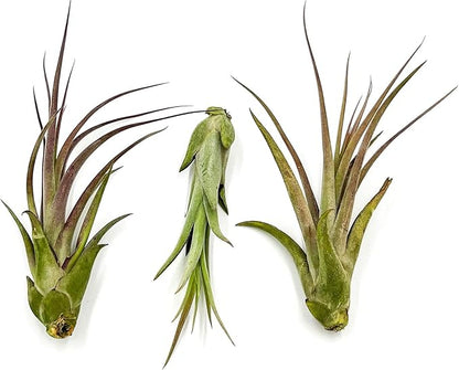 ragnaroc Live Air Plant – Tillandsia Capiput, Jumbo 6-9” - 1ct - Live Arrival Guaranteed - House Plants for Home Decor & Gift