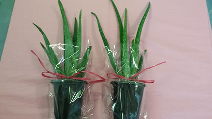 jmbamboo-Two Healthy Strong Aloe Vera-with-moss Plants 8 Inches Tall with Strong Roots.