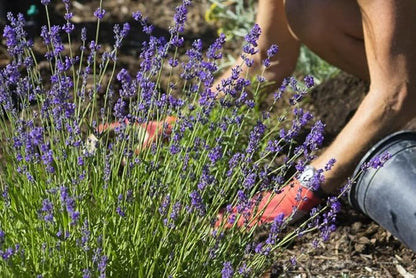 Gardenera Lavender Potting Mix - Crafted for Superior Performance and Fragrance - 10 QUARTS