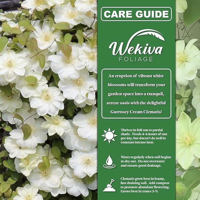 Clematis Guernsey Cream - 3 Live Starter Plants in 2 Inch Growers Pots - Starter Plants Ready for The Garden - Rare Clematis for Collectors