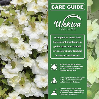 Clematis Guernsey Cream - 2 Live Starter Plants in 2 Inch Growers Pots - Starter Plants Ready for The Garden - Rare Clematis for Collectors
