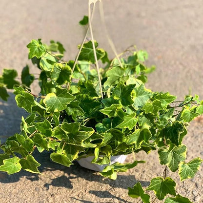 Gold Child Ivy Live Plant in 6 Inch Pot | Real English Ivy Plant | Trailing & Climbing Easy-Care Houseplant | English Ivy Live Plants for Home & Office Décor