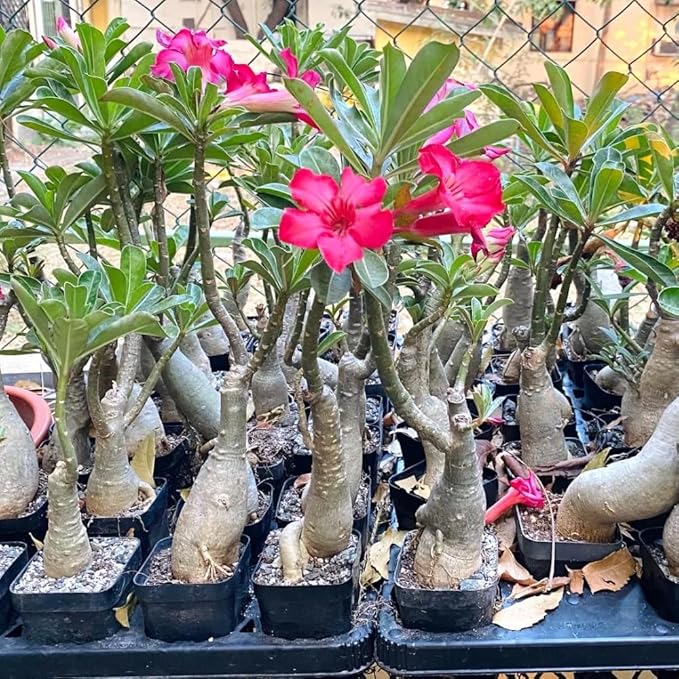 Pink Desert Rose Plant Live, 4-7" Tall, Adenium Obesum Well-Rooted Succulent for Indoor Outdoor Displays