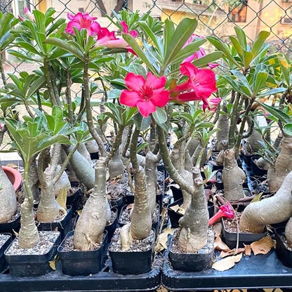 Pink Desert Rose Plant Live, 4-7" Tall, Adenium Obesum Well-Rooted Succulent for Indoor Outdoor Displays