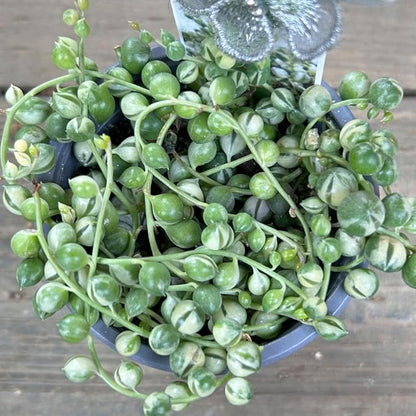 Variegated String of Pearls Plant, Live Succulent Vine in Pot, Rare Indoor Houseplant (4 Inch Pot)