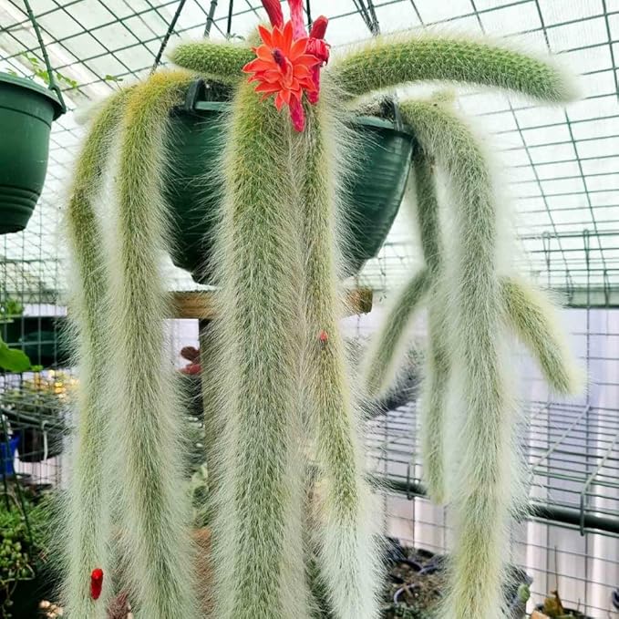 Monkey Tail Cactus Plant, Trailing Cactus Succulent Well Rooted 6-8 Inch Tall, Ornamental Houseplant for Hanging Basket