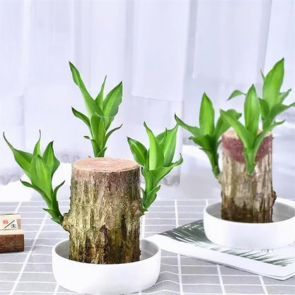 Brazilian Wood,Brazilian Lucky Wood Plant,Mini Sculpture Art,Suitable for Home, Outdoor, Office, Kitchen, Bedroom, Garden Decoration (red)