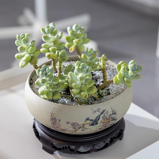 TOIVO Lotus Bowl Planter, Coarse Pottery Water Lily Flower Pot with Plastic Base, 7.8 inches (B-1)