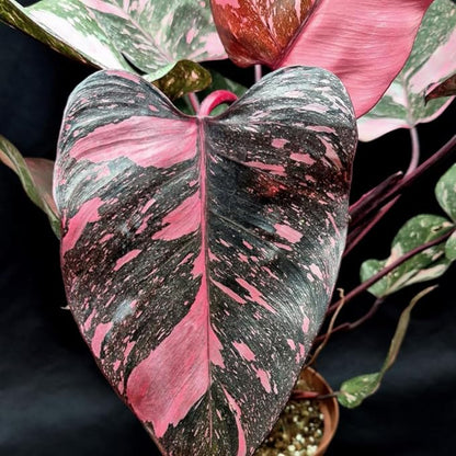 Variegated Philodendron Live Plant 4-8 Inches, Rare Indoor Houseplants for Container Growing (Pink Variegated Philodendron)