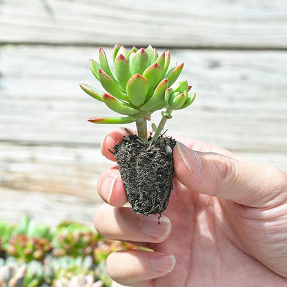 Sprout N Green 10 Assorted Succulents with Root, 10 Different Varieties Live Plants Collection, Without Plant Pot, Great for Gardener Beginner, DIY Projects, Wedding Party Favor
