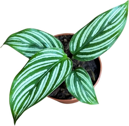 PLANTVERS Live Calathea Plant in 2" Grow Pot – Easy Care & Low Maintenance Tropical Houseplant – Air Purifying Indoor Plant for Low Light & Home Décor (Calathea 'Vitatta')
