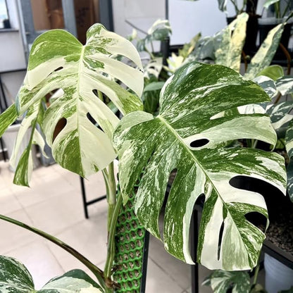 Philodendron Plant Live, Rare Tropical Variegated Live Indoor Houseplant, Starter Plants No Pot, 5-9" in Tall (Monstera Thai Constellation)