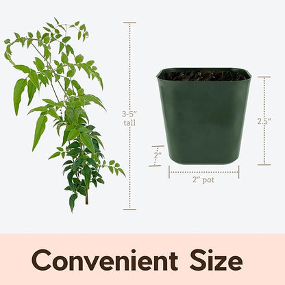 My Shelfie - Mini Pink Jasmine Plant Vine, Jasminium Polyanthum Starter in 2-Inch Pot, Live Plants Outdoor Setting, Pet-Friendly, 5-Piece