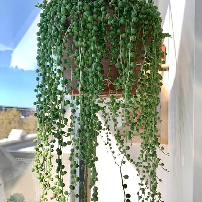 Trailing String of Pearls Live Plant in 2'' Pot, Succulent Plants Live, Trailing Succulent Plants, Easy Care Houseplant for Indoor Garden Décor, Hanging Succulent Live Plant to Grow
