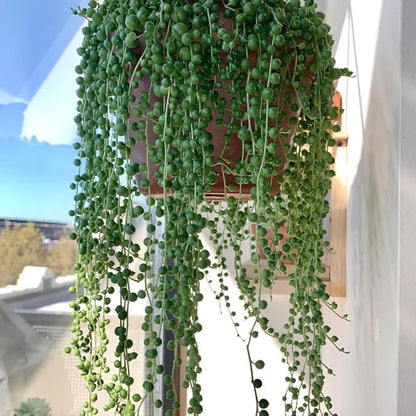 Trailing String of Pearls Live Plant in 2'' Pot, Succulent Plants Live, Trailing Succulent Plants, Easy Care Houseplant for Indoor Garden Décor, Hanging Succulent Live Plant to Grow