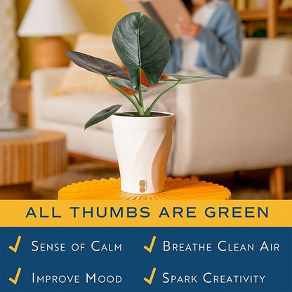 Costa Farms Alocasia Regina Live Plant in Self Watering Pot, Indoor Houseplant, Perfect for Home, Room, or Office Decor, Great House Warming or Birthday Gift, 12-18 Inches Tall