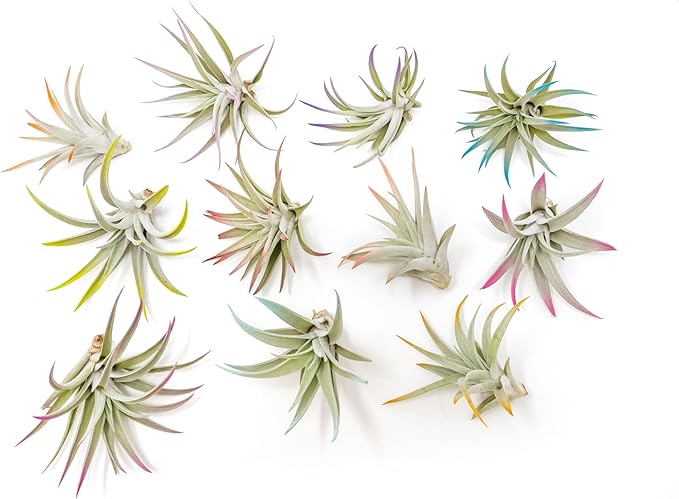 Coral Colorful Tillandsia Air Plants - Long Lasting Color Enhanced Live Tillandsia Succulent House Plants - Home and Garden Decor - Easy Care Indoor/Outdoor Plants (Harrisii, Single)