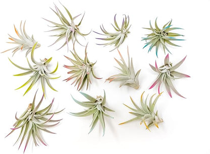 Coral Colorful Tillandsia Air Plants - Long Lasting Color Enhanced Live Tillandsia Succulent House Plants - Home and Garden Decor - Easy Care Indoor/Outdoor Plants (Harrisii, Single)