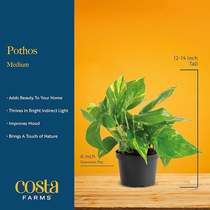Costa Farms Live Pothos Plant, Assorted Devil's Ivy in Decorative Pot, Easy to Maintain, Air Purifying Indoor Houseplant, Home, Room, or Office Decor, House Warming or Birthday Gift, 12-14 Inches Tall
