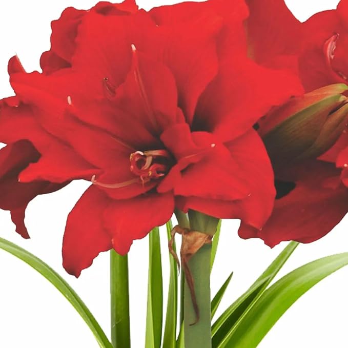Amaryllis ‘Merengue’ Bulb – Exotic Hippeastrum Cybister Variety with Red Spider-Lily Style Petals | Rare Outdoor Amaryllis Flower Bulb, Easy-to-Grow Tropical Perennial for Garden Beds