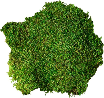 SuperMoss (21485) Sheet Moss – Flat Moss for Plants, Terrariums, Wedding Decor & Crafts, Safe, Non-Toxic, Long-Lasting Green Moss for Indoor Plants, Vivariums & Green Wall Art, 175 Cu. in., Preserved