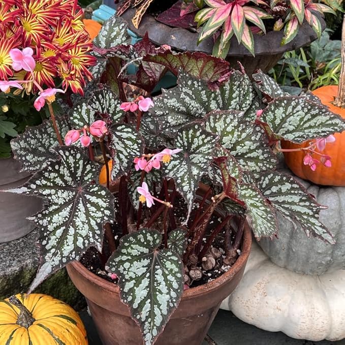 2 Begonia Live Plants Outdoor, Angel Wing Begonia Maculata Plants Live, 5-9" Tall, Ornamental Foliage Houseplant for Home or Office (Summer)