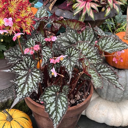 2 Begonia Live Plants Outdoor, Angel Wing Begonia Maculata Plants Live, 5-9" Tall, Ornamental Foliage Houseplant for Home or Office (Summer)