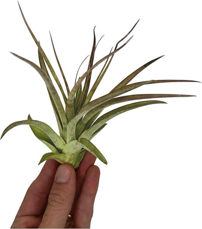 ragnaroc Air Plants - Tillandsia Brachycaulos Multiflora, Jumbo 5-7" - 5 ct - Live Arrival Guaranteed - House Plants for Home Decor & Gift