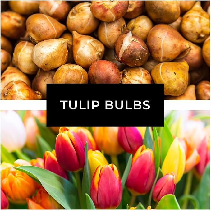 Black Parrot Tulip Bulbs – Stunning Black Ruffled Tulips are Rare and Beautiful (10 Bulbs)