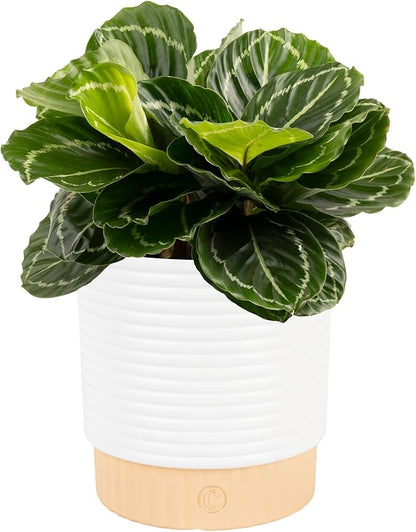 Costa Farms Calathea Live Plant in Decorative Pot, Indoor Houseplant, Perfect for Home, Room, or Office Decor, Great House Warming or Birthday Gift, 12-18 Inches Tall